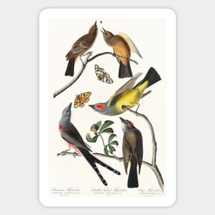 Swallow-Tailed Flycatcher from Birds of America (1827) Sticker